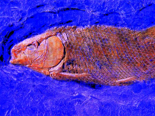 Der Schmelzschuppenfisch